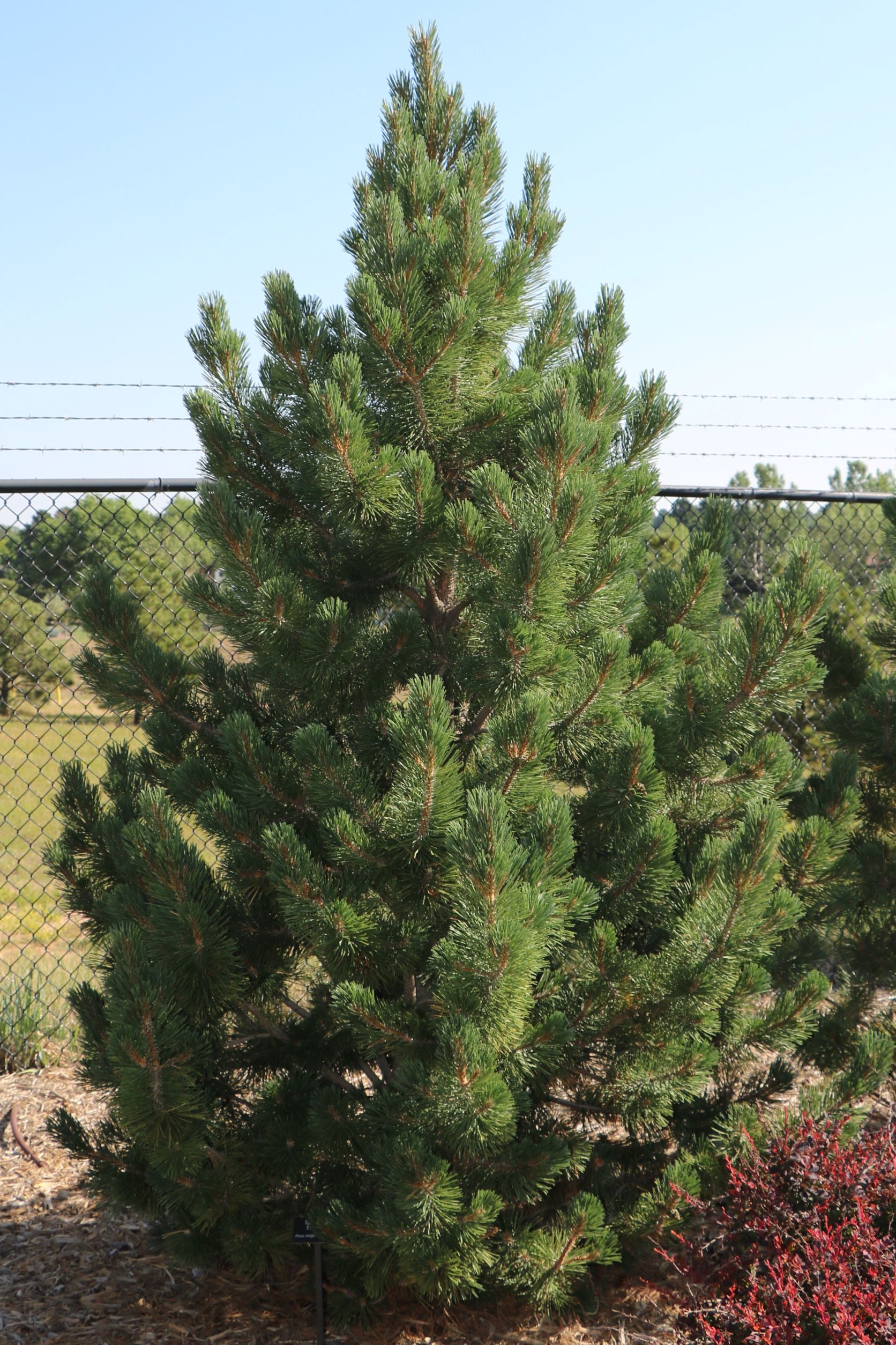 Tannenbaum Mugo Pine